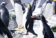 El Oceanogràfic incorpora una de las especies de pingüino más amenazadas del mundo