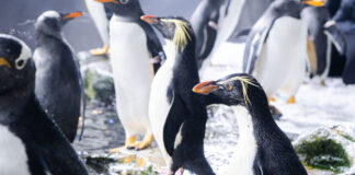 El Oceanogràfic incorpora una de las especies de pingüino más amenazadas del mundo