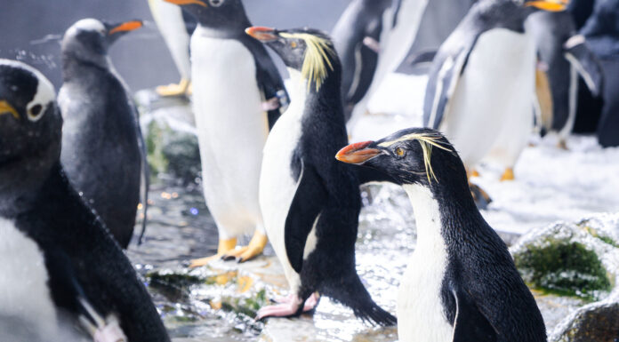 El Oceanogràfic incorpora una de las especies de pingüino más amenazadas del mundo