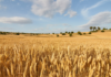 El 15 de junio termina el plazo para asegurar la cosecha 2026 de cereal de invierno frente al pedrisco El 15 de junio termina el plazo para asegurar la cosecha 2026 de cereal de invierno frente al pedrisco