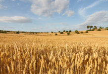 El 15 de junio termina el plazo para asegurar la cosecha 2026 de cereal de invierno frente al pedrisco El 15 de junio termina el plazo para asegurar la cosecha 2026 de cereal de invierno frente al pedrisco