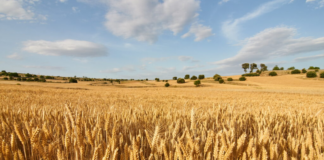El 15 de junio termina el plazo para asegurar la cosecha 2026 de cereal de invierno frente al pedrisco