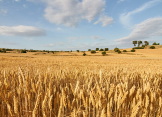 El 15 de junio termina el plazo para asegurar la cosecha 2026 de cereal de invierno frente al pedrisco