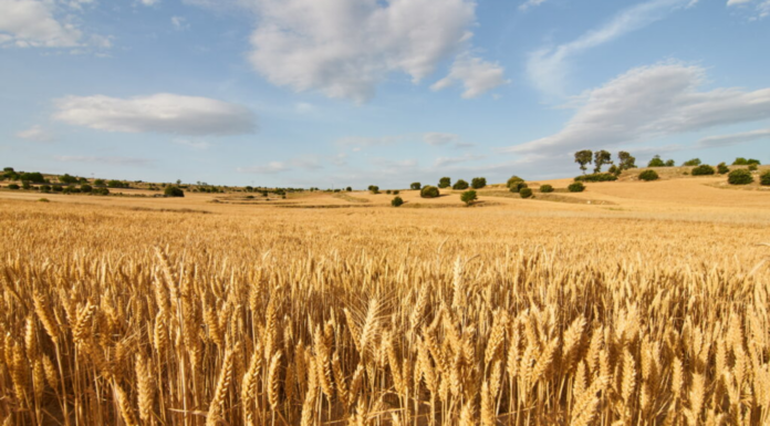 El 15 de junio termina el plazo para asegurar la cosecha 2026 de cereal de invierno frente al pedrisco El 15 de junio termina el plazo para asegurar la cosecha 2026 de cereal de invierno frente al pedrisco