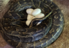 Graban la impresionante puesta de huevos de la serpiente más grande de África en Bioparc Graban la impresionante puesta de huevos de la serpiente más grande de África en Bioparc