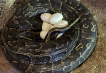 Graban la impresionante puesta de huevos de la serpiente más grande de África en Bioparc Graban la impresionante puesta de huevos de la serpiente más grande de África en Bioparc