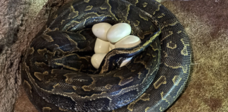 Graban la impresionante puesta de huevos de la serpiente más grande de África en Bioparc