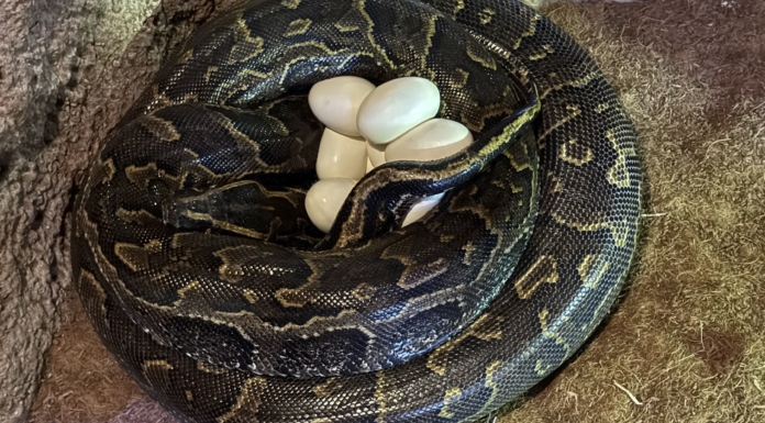 Graban la impresionante puesta de huevos de la serpiente más grande de África en Bioparc Graban la impresionante puesta de huevos de la serpiente más grande de África en Bioparc