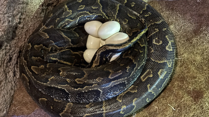 7televalencia-serpiente Graban la impresionante puesta de huevos de la serpiente más grande de África en Bioparc
