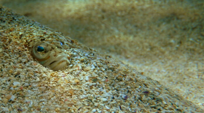 Qué hacer si te pica un pez araña: la guía rápida para actuar en la playa Qué hacer si te pica un pez araña: la guía rápida para actuar en la playa
