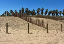 La platja dels Peixets d’Alboraia recupera les seues dunes gràcies als fons europeus