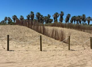 La platja dels Peixets d’Alboraia recupera les seues dunes gràcies als fons europeus