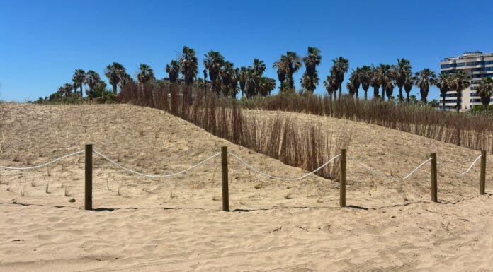 La platja dels Peixets d’Alboraia recupera les seues dunes gràcies als fons europeus