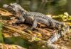 Alerta en el río Vinalopó por un caimán suelto: la Policía pide ayuda para localizar al animal Imagen de archivo de un caimán