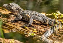 Preocupación en el río Vinalopó por un caimán suelto: la Policía pide ayuda para localizar al animal Imagen de archivo de un caimán