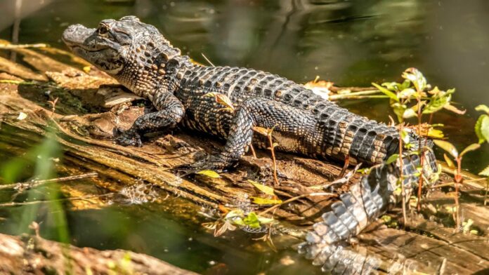7televalencia caiman río Imagen de archivo de un caimán