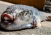 Una nueva especie aterroriza el Mediterráneo al arrancar los dedos de un solo mordisco Una nueva especie aterroriza el Mediterráneo al arrancar los dedos de un solo mordisco