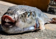Una nueva especie aterroriza el Mediterráneo al arrancar los dedos de un solo mordisco Una nueva especie aterroriza el Mediterráneo al arrancar los dedos de un solo mordisco