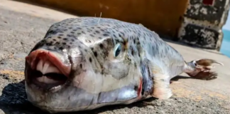 Una nueva especie aterroriza el Mediterráneo al arrancar los dedos de un solo mordisco