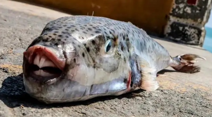 Una nueva especie aterroriza el Mediterráneo al arrancar los dedos de un solo mordisco Una nueva especie aterroriza el Mediterráneo al arrancar los dedos de un solo mordisco