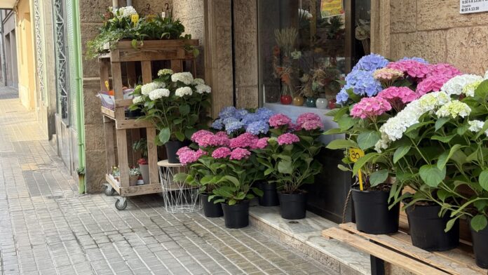 7televalencia quart de poblet flores Floristeria de Quart de Poblet
