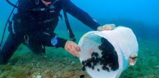 Sueltan 1.800 erizos de mar en el Cabo de San Antonio