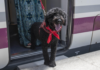 Renfe ya vende billetes para los viajes de perros grandes: coste, condiciones y excepciones Renfe ya vende billetes para los viajes de perros grandes: coste, condiciones y excepciones