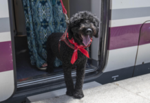 Renfe ya vende billetes para los viajes de perros grandes: coste, condiciones y excepciones Renfe ya vende billetes para los viajes de perros grandes: coste, condiciones y excepciones