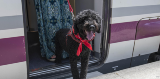 Renfe ya vende billetes para los viajes de perros grandes: coste, condiciones y excepciones Renfe ya vende billetes para los viajes de perros grandes: coste, condiciones y excepciones