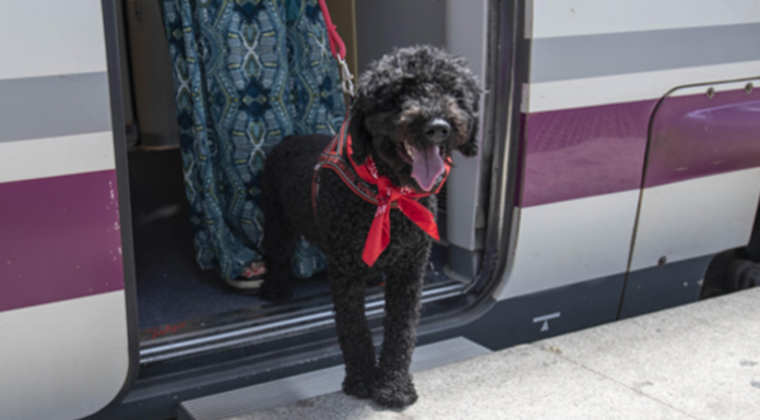 Renfe ya vende billetes para los viajes de perros grandes: coste, condiciones y excepciones