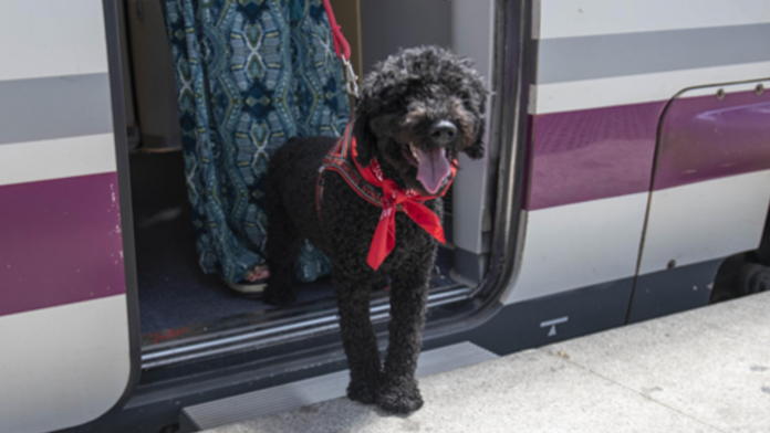 7televalencia-perros-renfe Renfe ya vende billetes para los viajes de perros grandes: coste, condiciones y excepciones