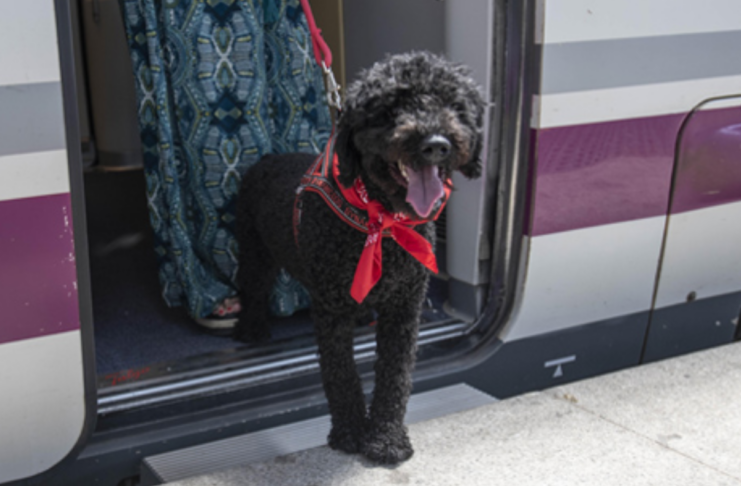 Renfe ya vende billetes para los viajes de perros grandes: coste, condiciones y excepciones