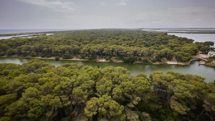 0605 Bosc de la Devesa @Arlandis Photo