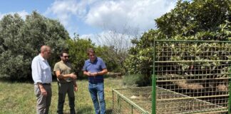 11 cajas trampa capturar 76 ejemplares de jabalí en la Comunitat Valenciana