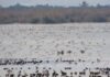 Récord de aves acuáticas en la Comunitat Valenciana