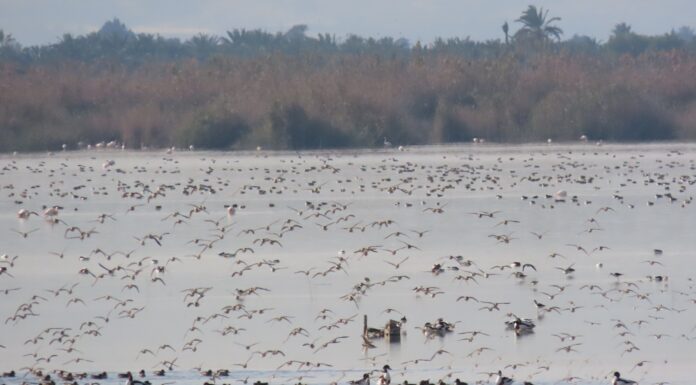 Récord de aves acuáticas en la Comunitat Valenciana