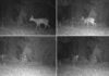 Un total de 380 cámaras vigilan la fauna silvestre de la Comunitat Valenciana