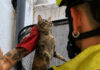 Los bomberos rescatan a un gato atrapado en un patio interior de Valencia