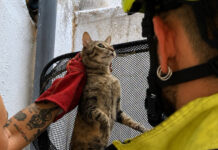 Los bomberos rescatan a un gato atrapado en un patio interior de Valencia