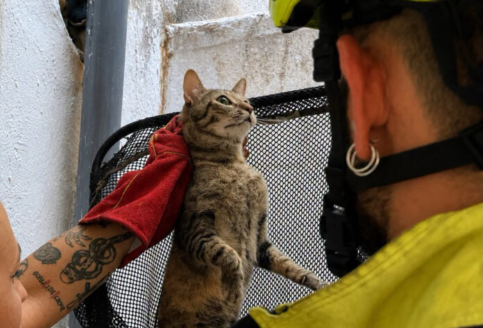 gato