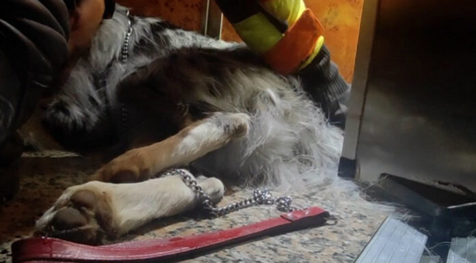Salvan la vida a un perro cuya cola se había quedado atrapada en un ascensor de Benetússer