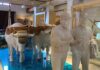 El Cabanyal estrena Museu de la Mar: abre el primer museo municipal de València en 20 años