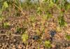 Agroseguro supera los 35 millones de euros abonados por los siniestros en uva de vino Imagen de uva tras un temporal. Agroseguro