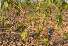 Agroseguro supera los 35 millones de euros abonados por los siniestros en uva de vino Imagen de uva tras un temporal. Agroseguro