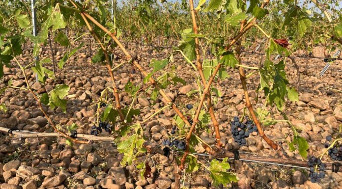 Agroseguro supera los 35 millones de euros abonados por los siniestros en uva de vino Imagen de uva tras un temporal. Agroseguro