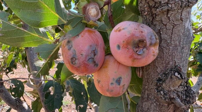 Se elevan hasta los 17 millones de euros los daños provocados por el “reventón térmico” del pasado 20 de agosto sobre producciones valencianas de caqui Caquis con desperfectos por el temporal. Agroseguro