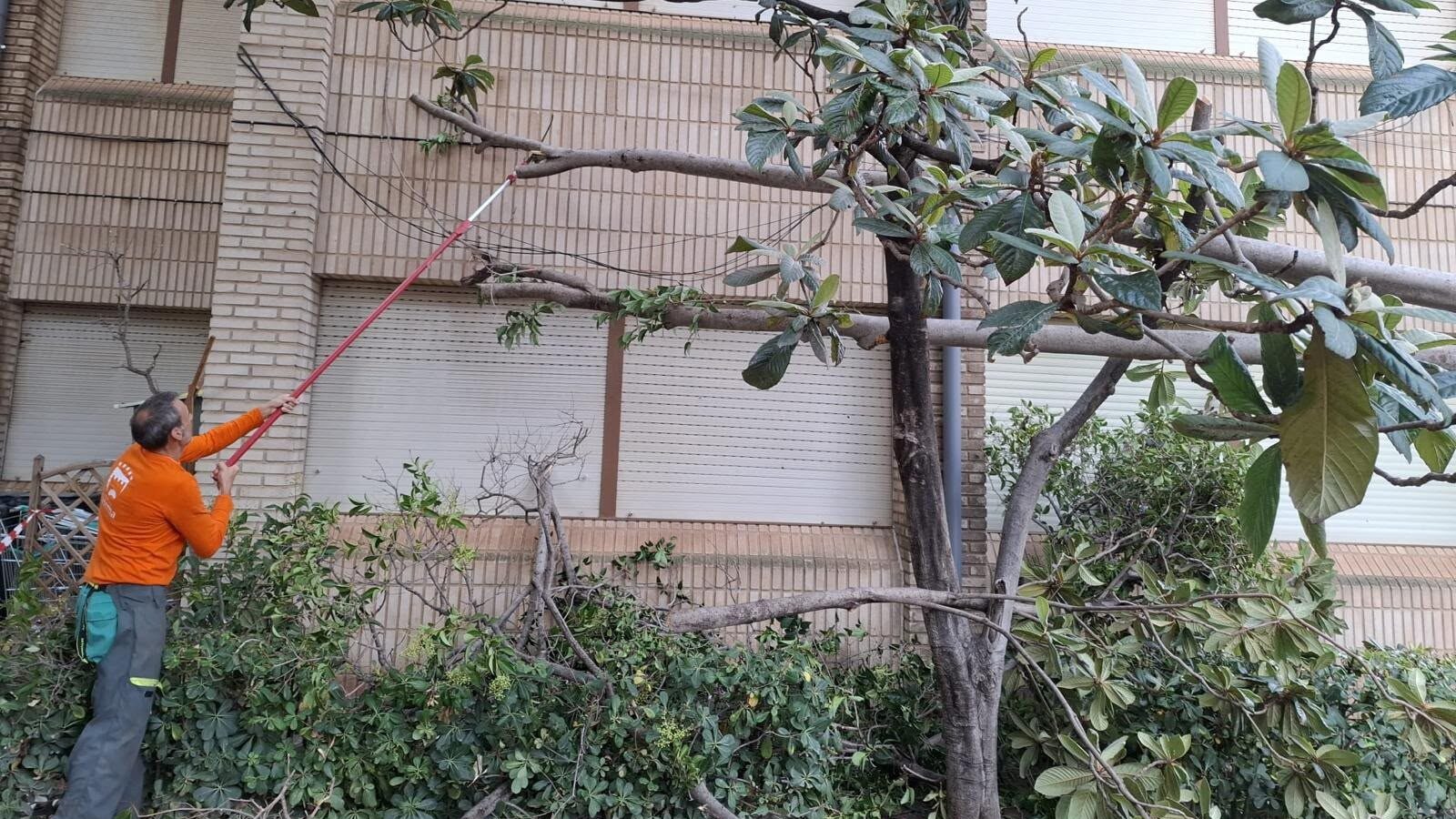 Neteja d'arbres al CEIP Clara Campoamor de Paterna