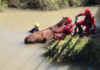 Rescatan a un caballo atrapado en aguas del «estany» de Cullera