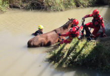 Rescatan a un caballo atrapado en aguas del «estany» de Cullera