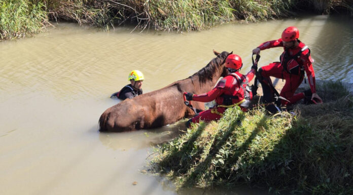 Rescatan a un caballo atrapado en aguas del «estany» de Cullera